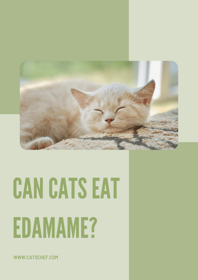 Can Cats Eat Edamame?