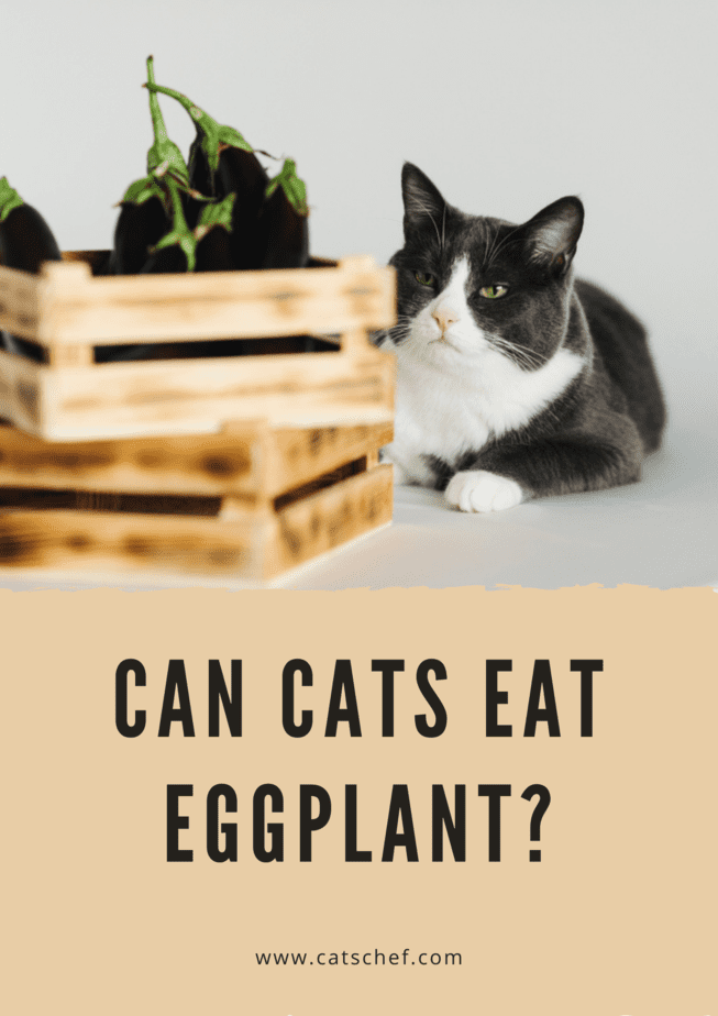 Can Cats Eat Eggplant?