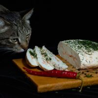Kediler Beyaz Peynir Yiyebilir mi