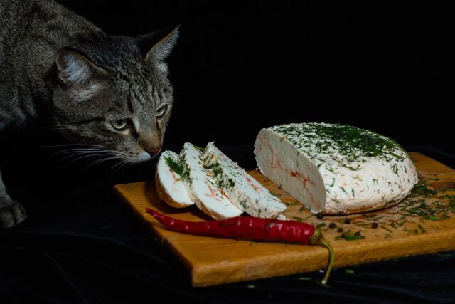 Can Cats Eat Feta Cheese