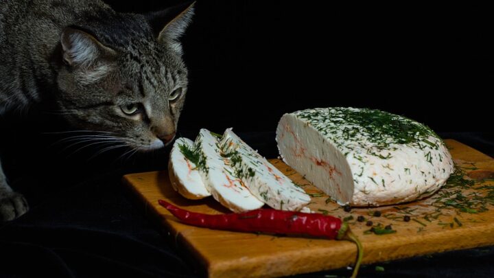 Kediler Beyaz Peynir Yiyebilir mi? Kediniz Memnun Olacak mı? 