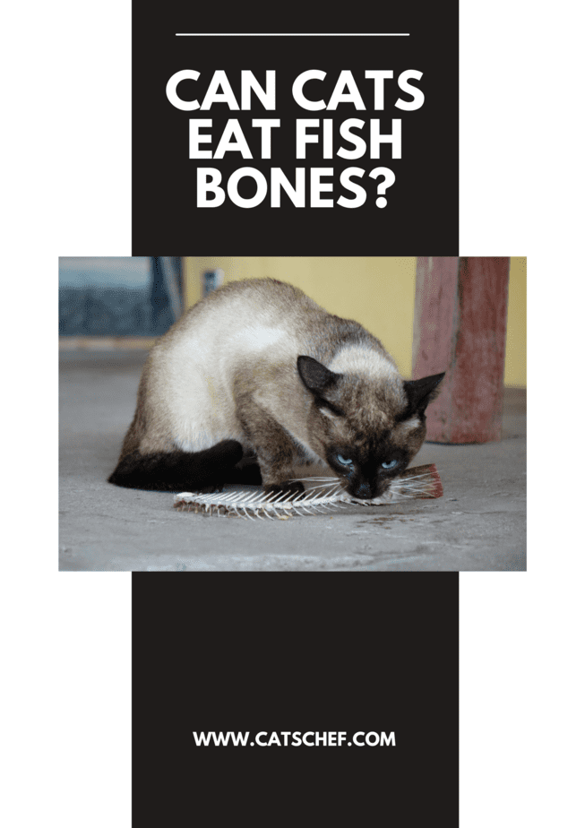 Can Cats Eat Fish Bones?