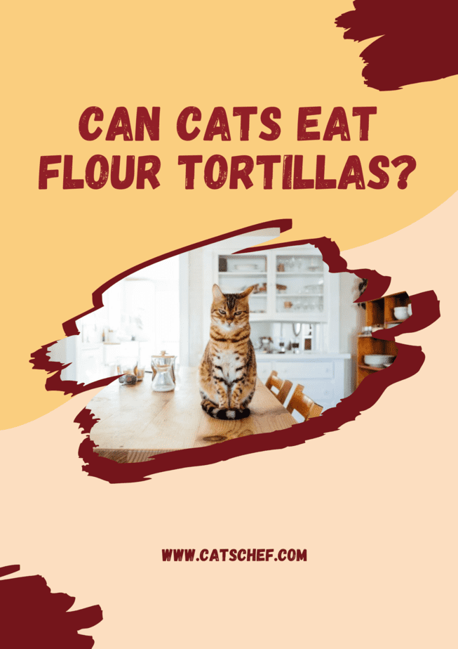 Can Cats Eat Flour Tortillas?