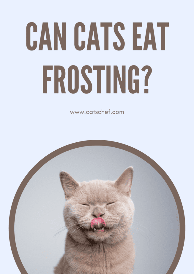 Can Cats Eat Frosting?