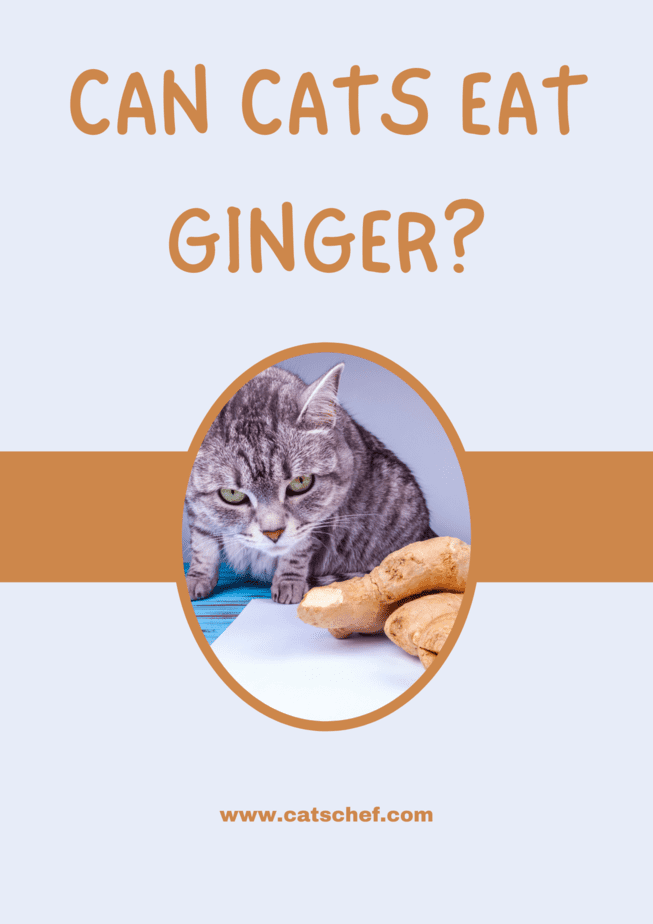 Can Cats Eat Ginger?