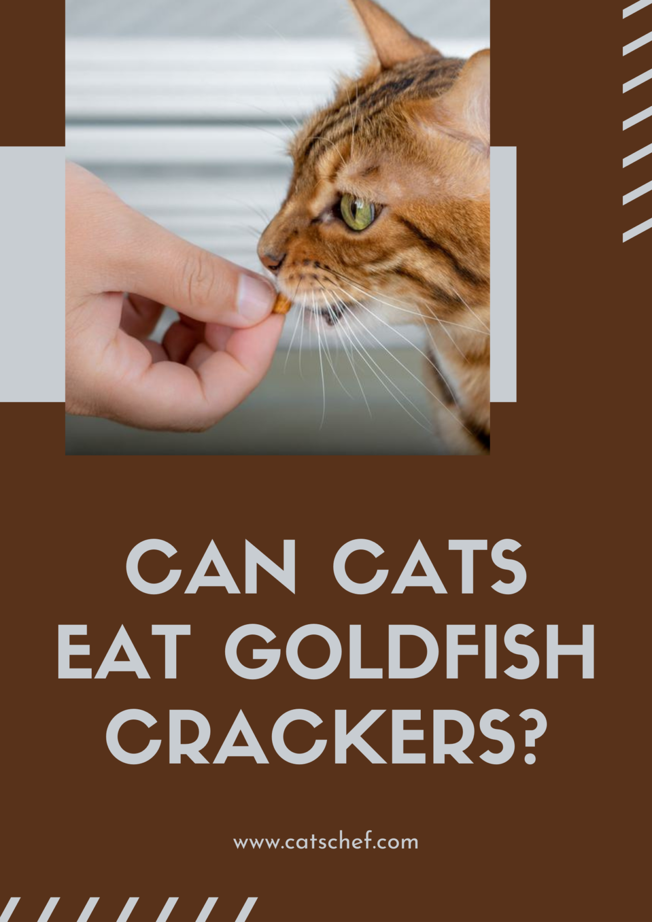 Can Cats Eat Goldfish Crackers? Are They Safe To Eat?