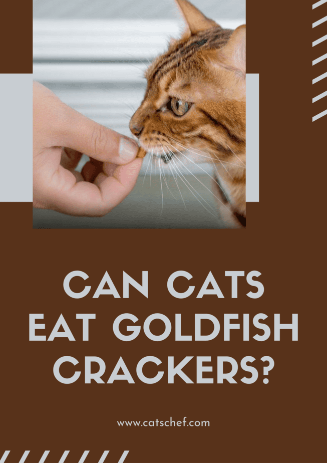 Can Cats Eat Goldfish Crackers?