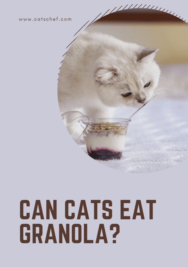 Can Cats Eat Granola?