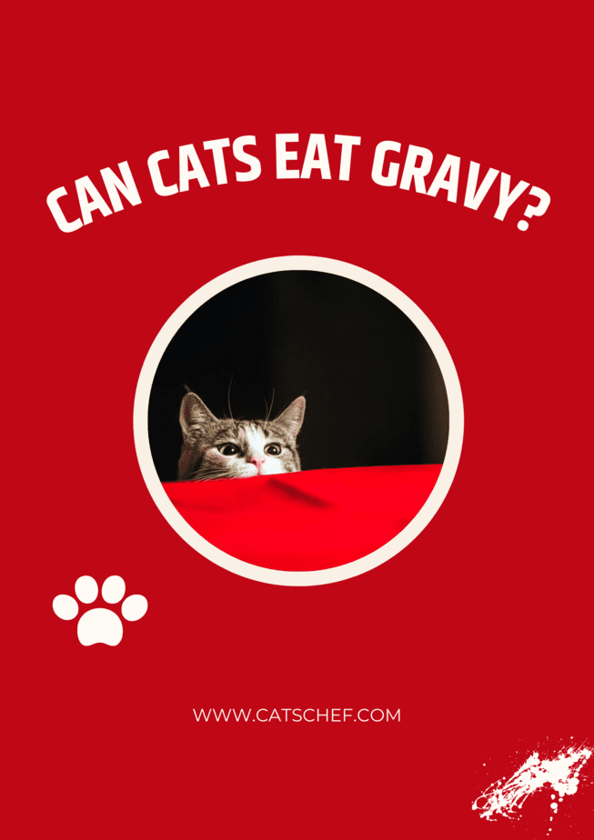 Can Cats Eat Gravy?