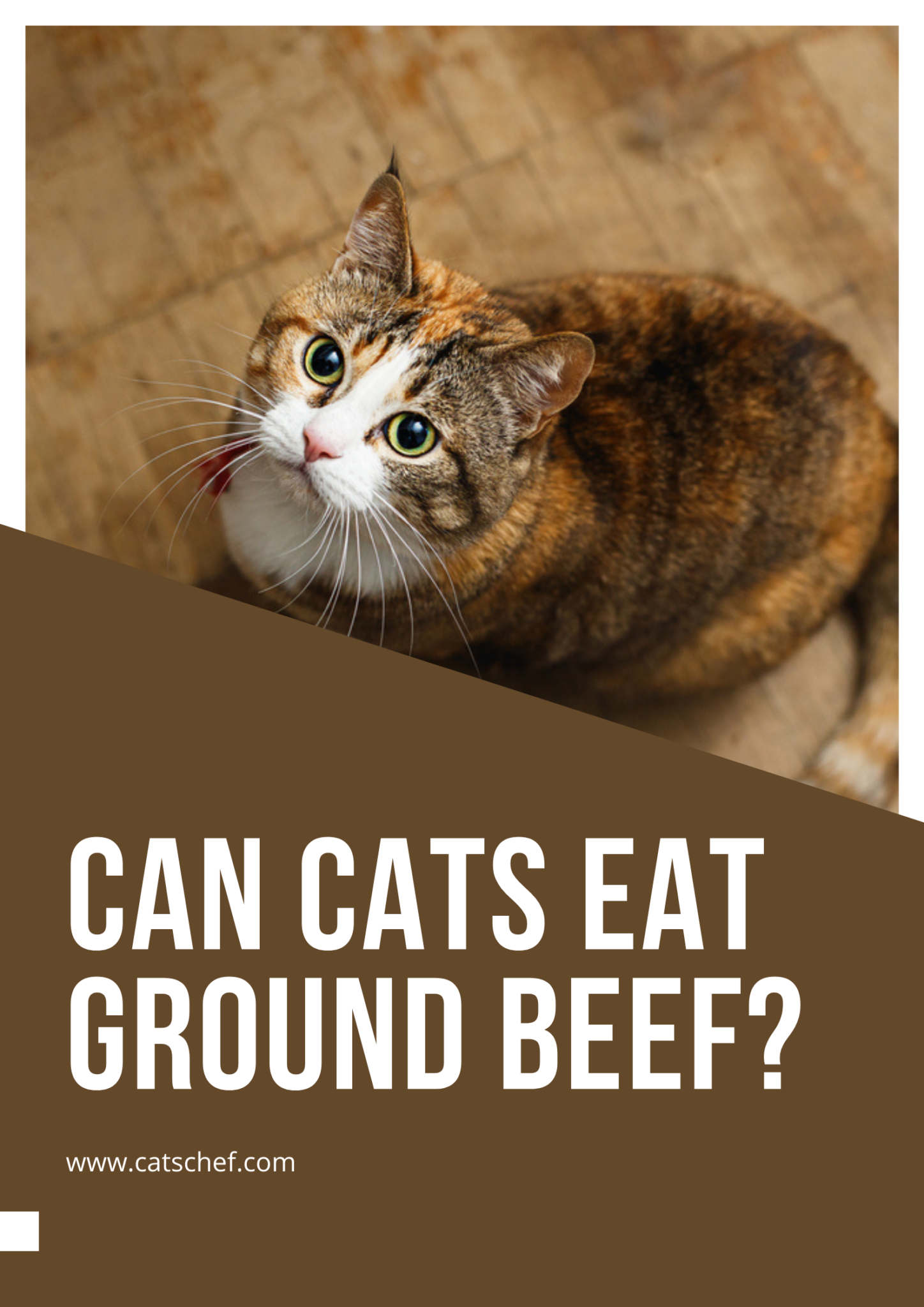 Can Cats Eat Ground Beef Is This Good For Your Furry Chief can-cats-eat-ground-beef-is-this-good-for-your-furry-chief