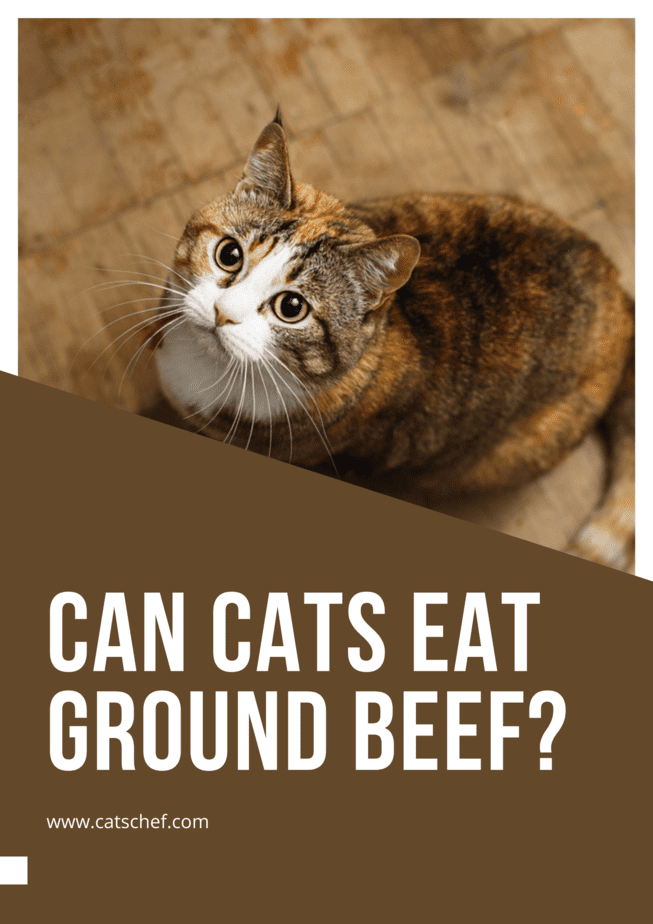Can Cats Eat Ground Beef?