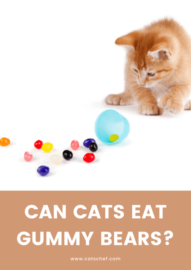Kediler Sakızlı Ayı Yiyebilir mi?