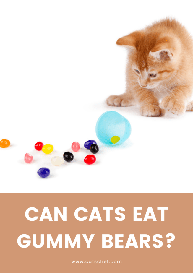 Can Cats Eat Gummy Bears?