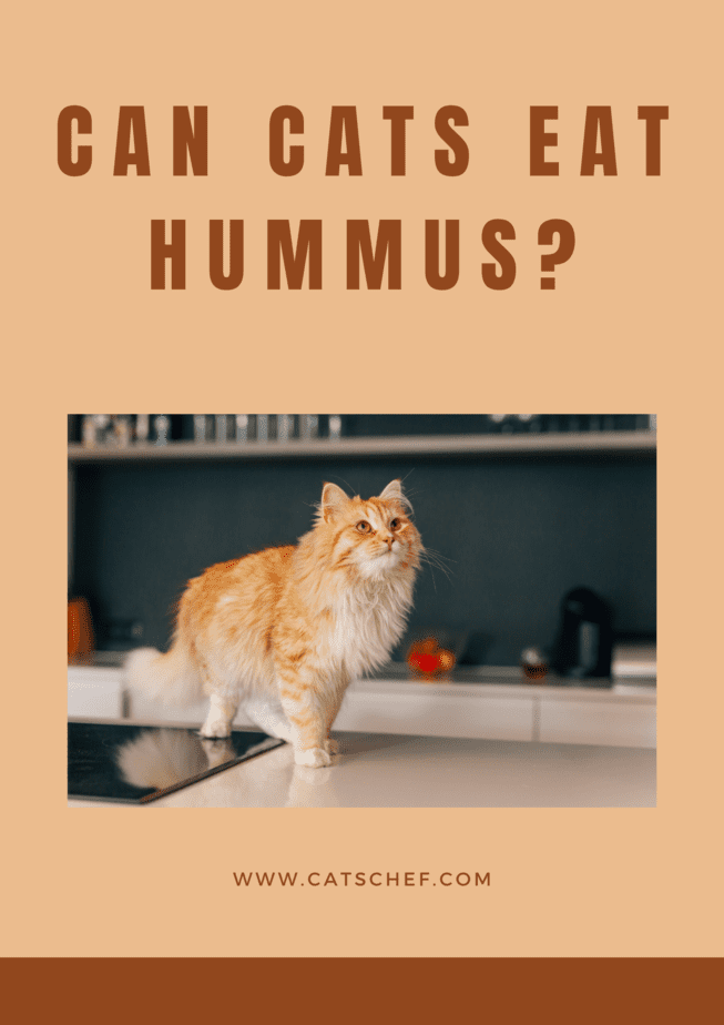 Can Cats Eat Hummus?