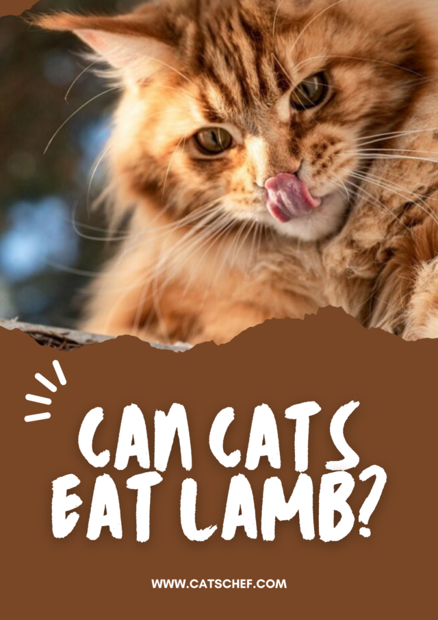 Can Cats Eat Lamb? Are There Any Risks And Benefits?