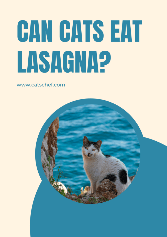 Kediler Lazanya Yiyebilir mi?