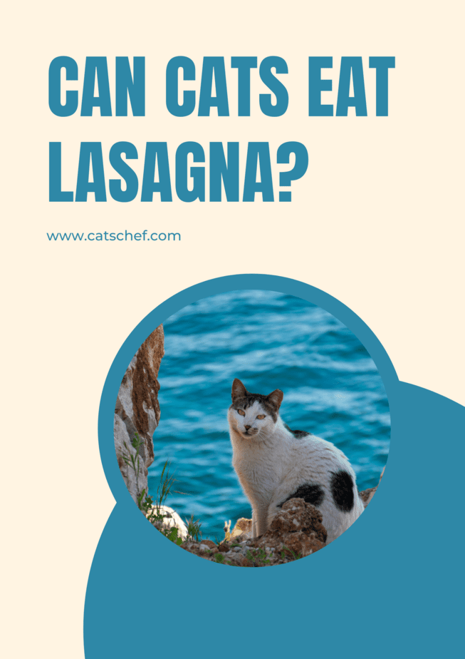 Can Cats Eat Lasagna?