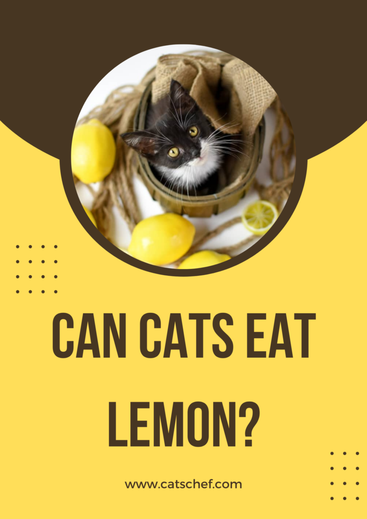 Can Cats Eat Lemon? Is This Fruit Safe For Cats?