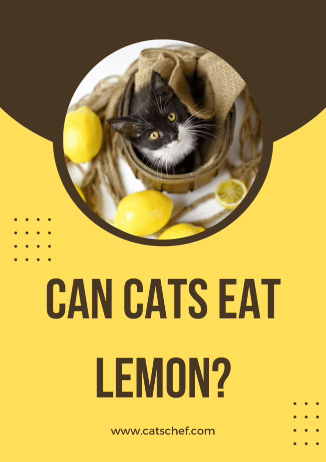 Can Cats Eat Lemon?