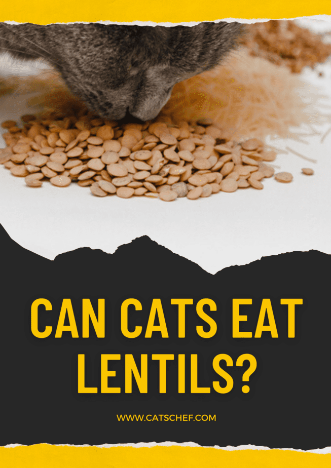 Can Cats Eat Lentils?