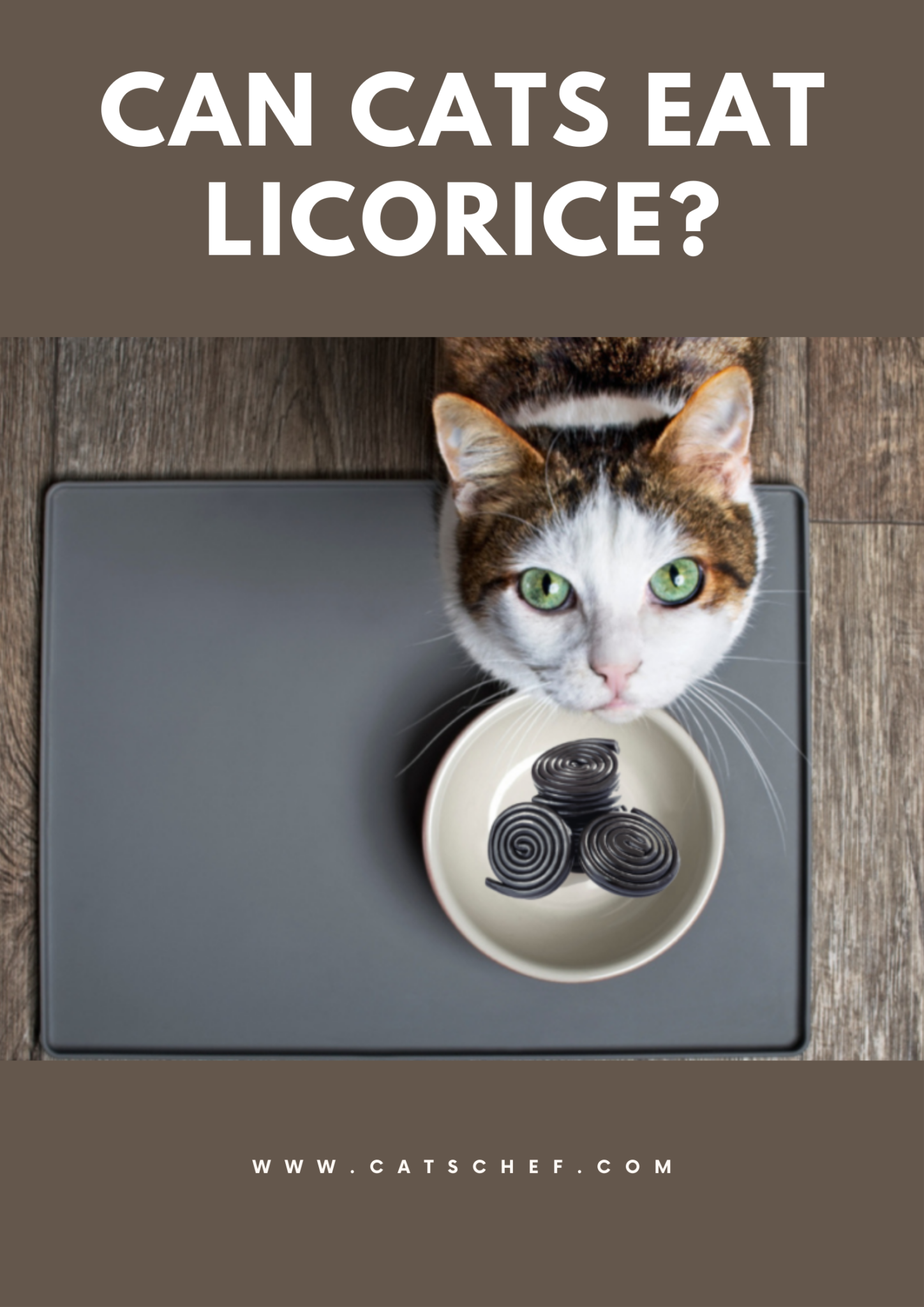 Can Cats Eat Licorice? All You Need To Know