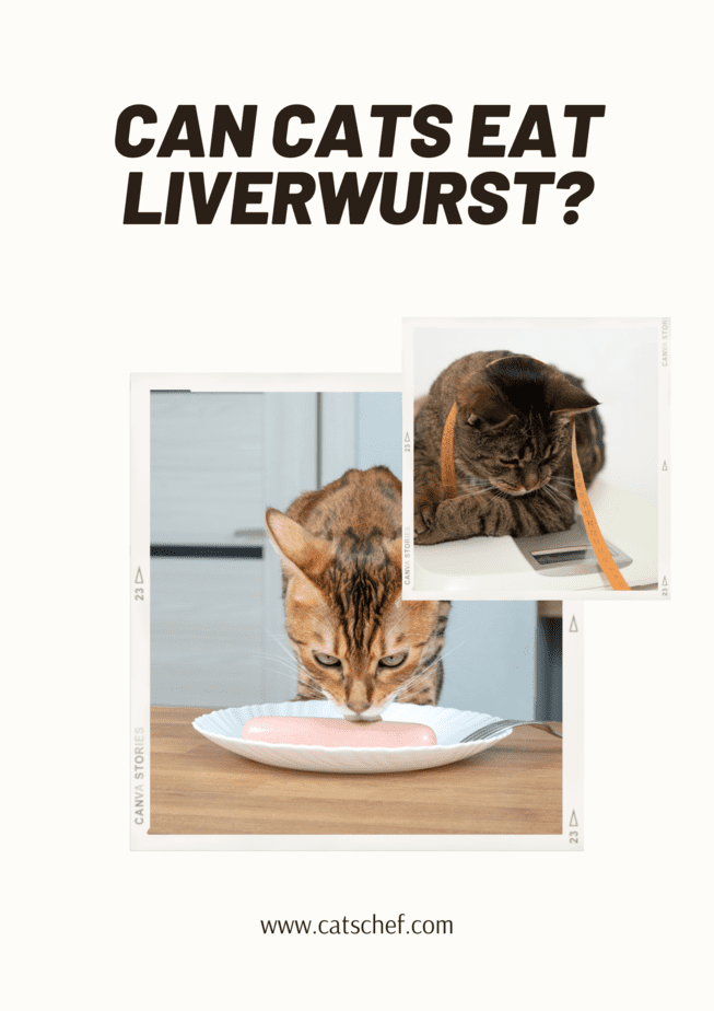Can Cats Eat Liverwurst?
