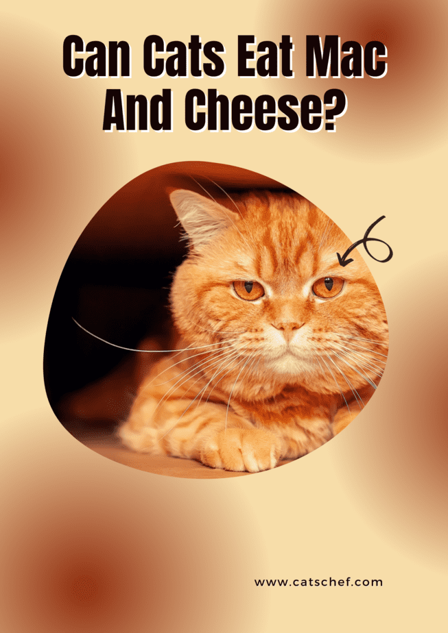 Can Cats Eat Mac And Cheese?