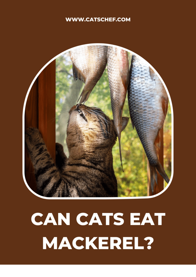 Can Cats Eat Mackerel?