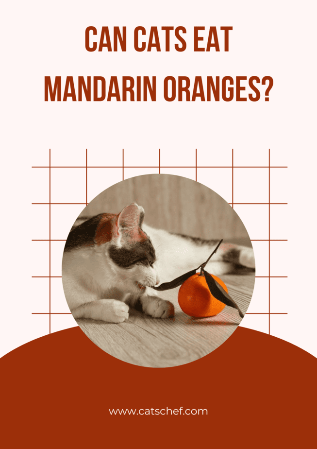 Can Cats Eat Mandarin Oranges?