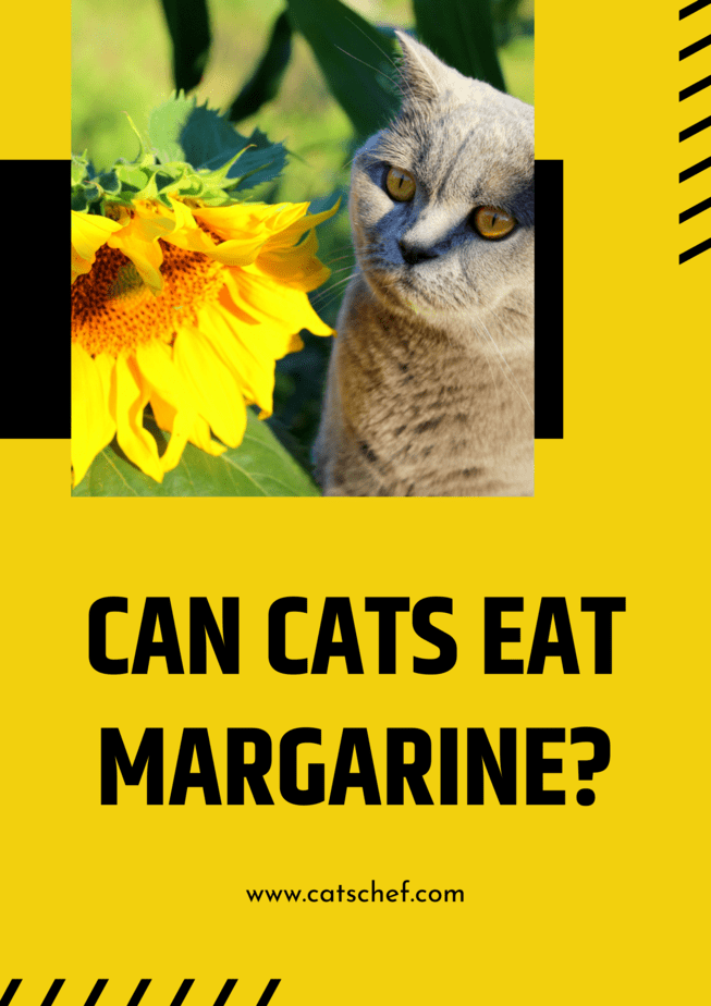 Can Cats Eat Margarine?