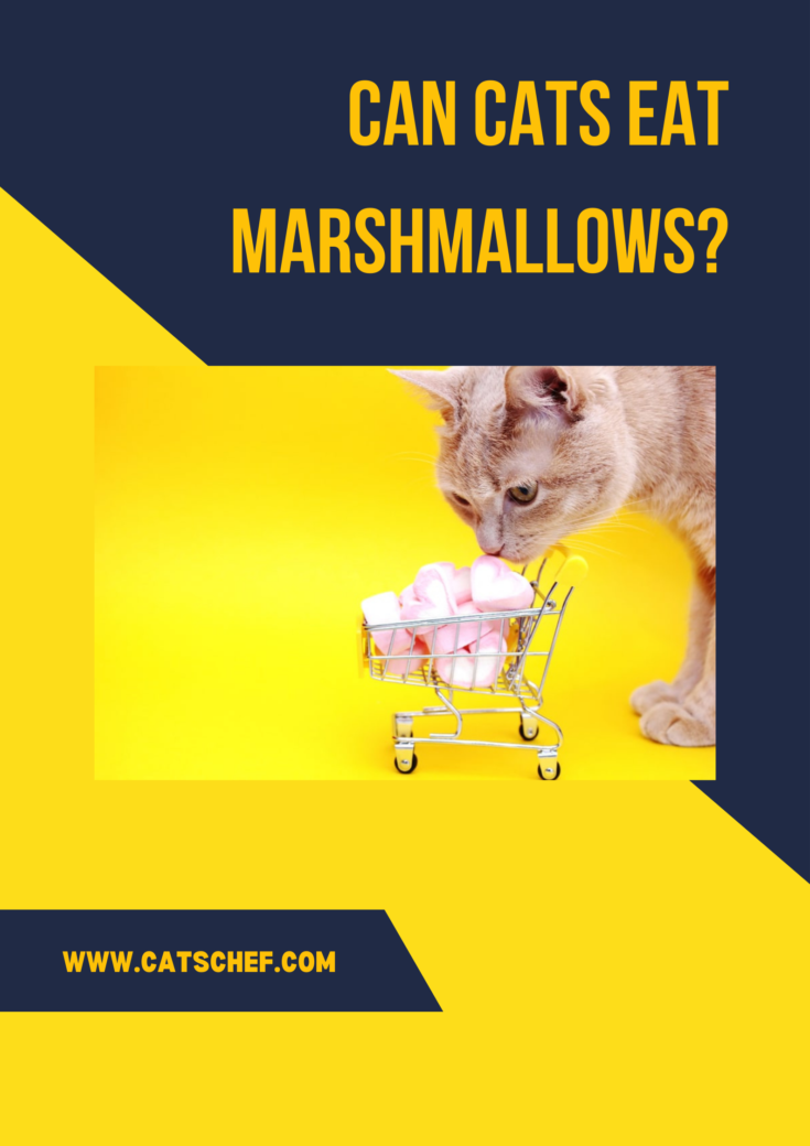Can Cats Eat Marshmallows? A Sweet Treat Or A Call To Retreat?