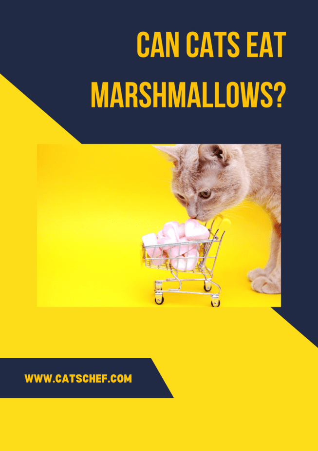 Can Cats Eat Marshmallows?