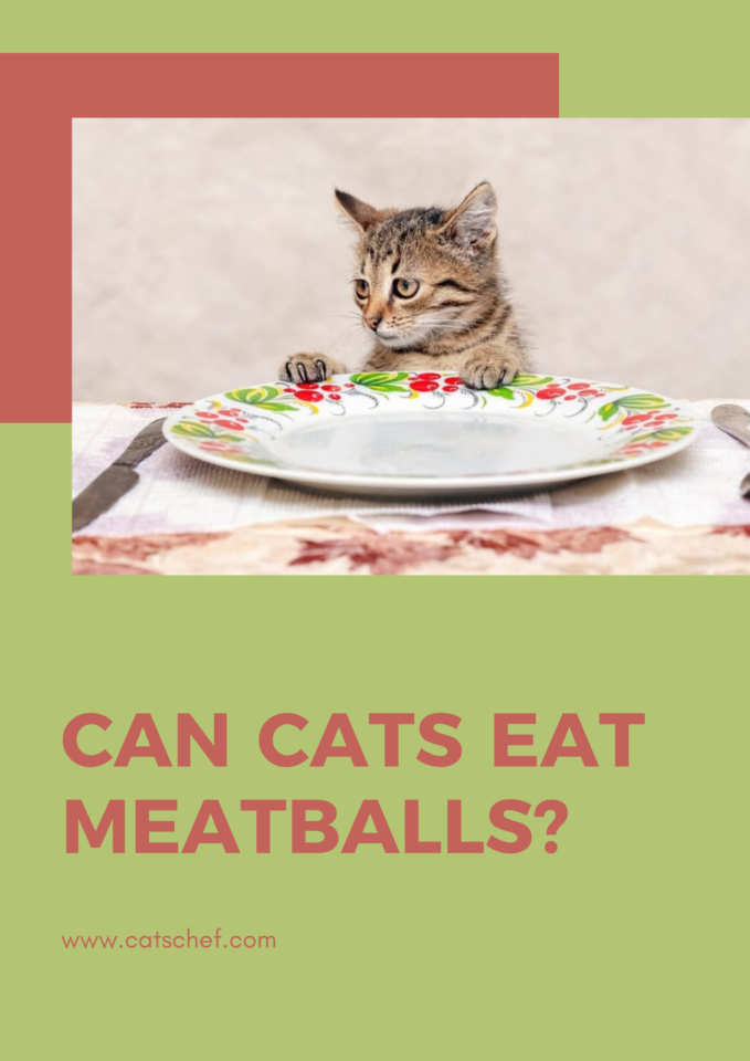 Can Cats Eat Meatballs? Dangerous Or Not?
