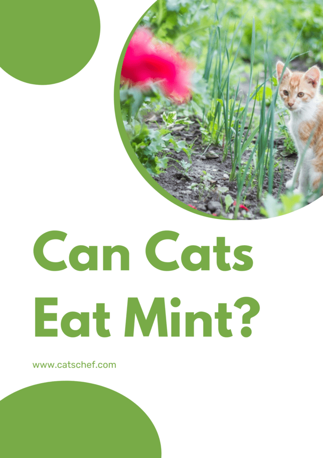 Can Cats Eat Mint?