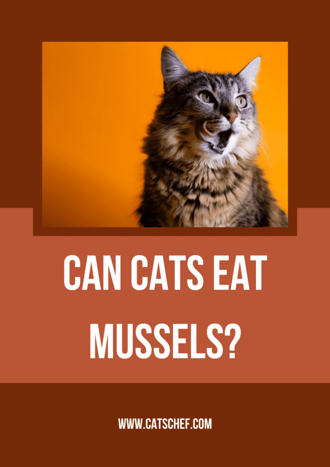 Can Cats Eat Mussels?