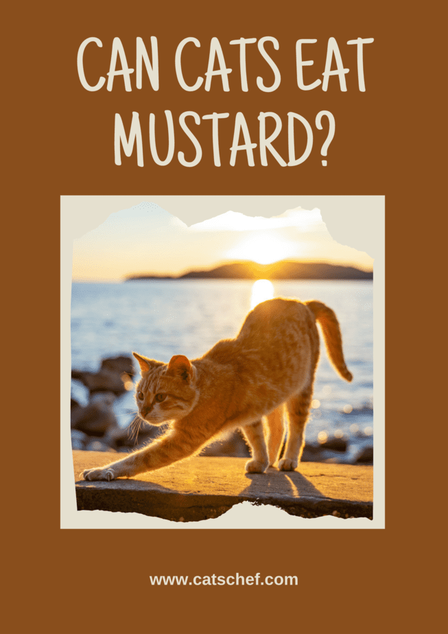 Can Cats Eat Mustard?