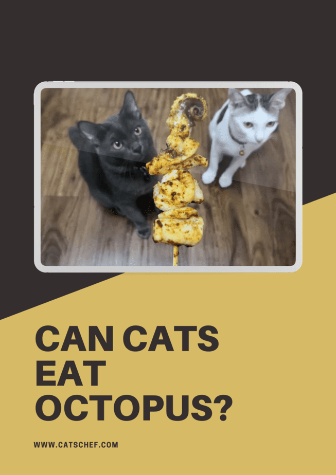 Kediler Ahtapot Yiyebilir mi?