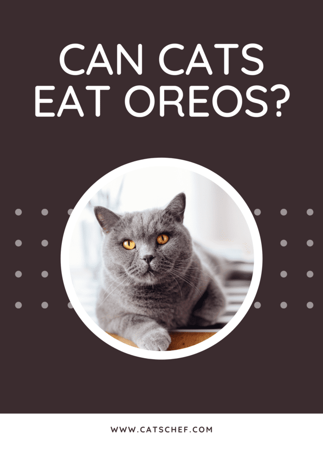Kediler Oreos Yiyebilir mi?