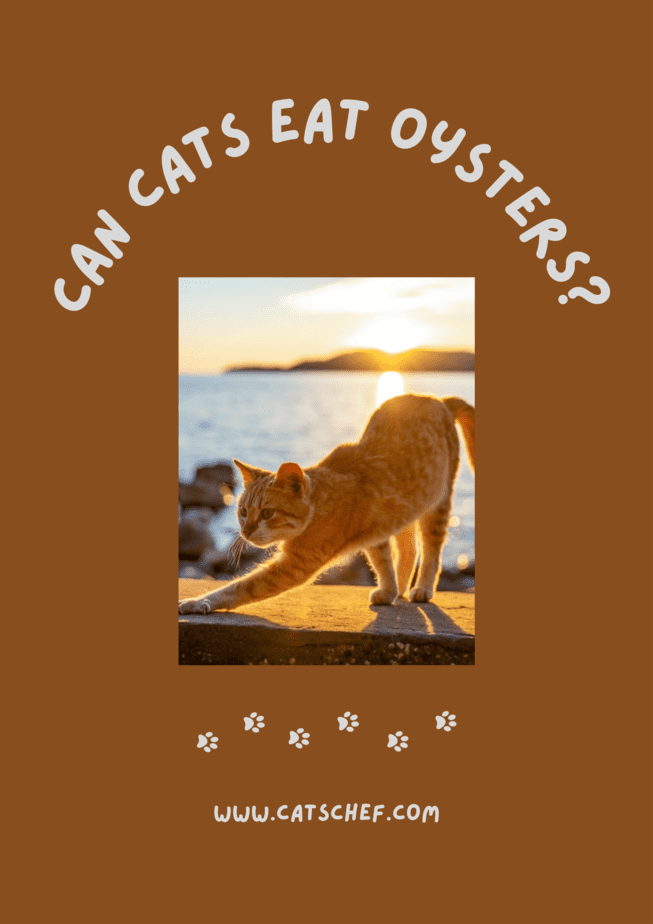 Can Cats Eat Oysters?