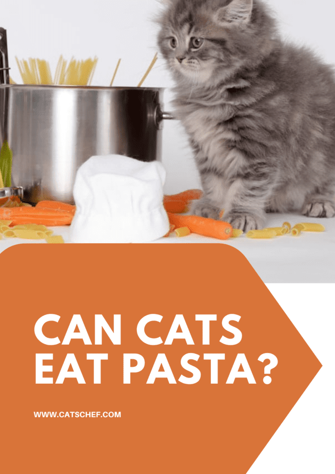 Can Cats Eat Pasta?