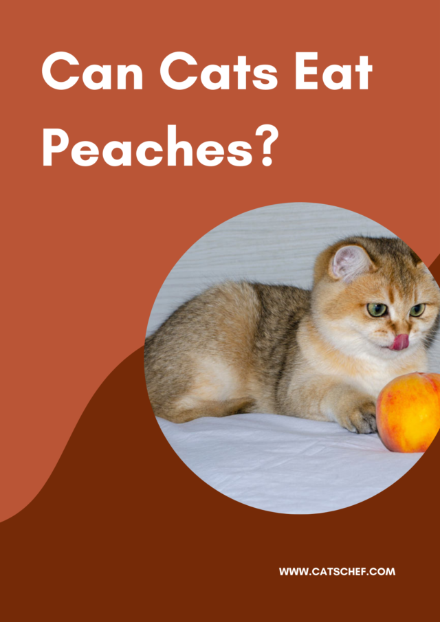 Can Cats Eat Peaches? Is This Fuzzy Fruit Safe For Cats?
