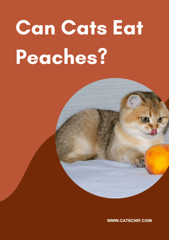 Can Cats Eat Peaches?