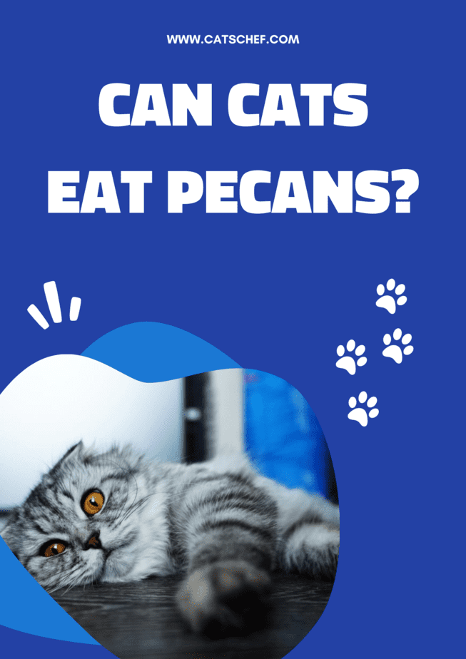 Kediler Ceviz Yiyebilir mi?