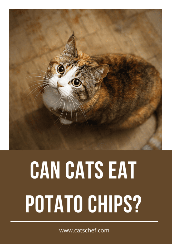 Can Cats Eat Potato Chips?