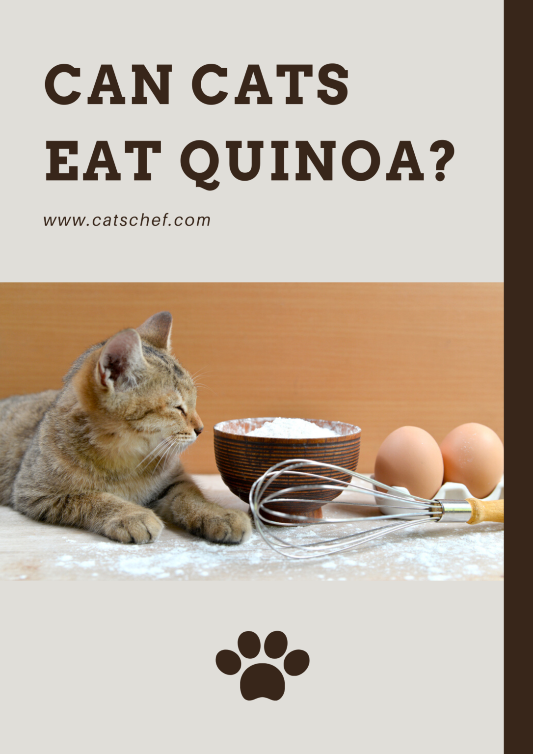 Can Cats Eat Quinoa? Are There Any Risks Or Benefits?