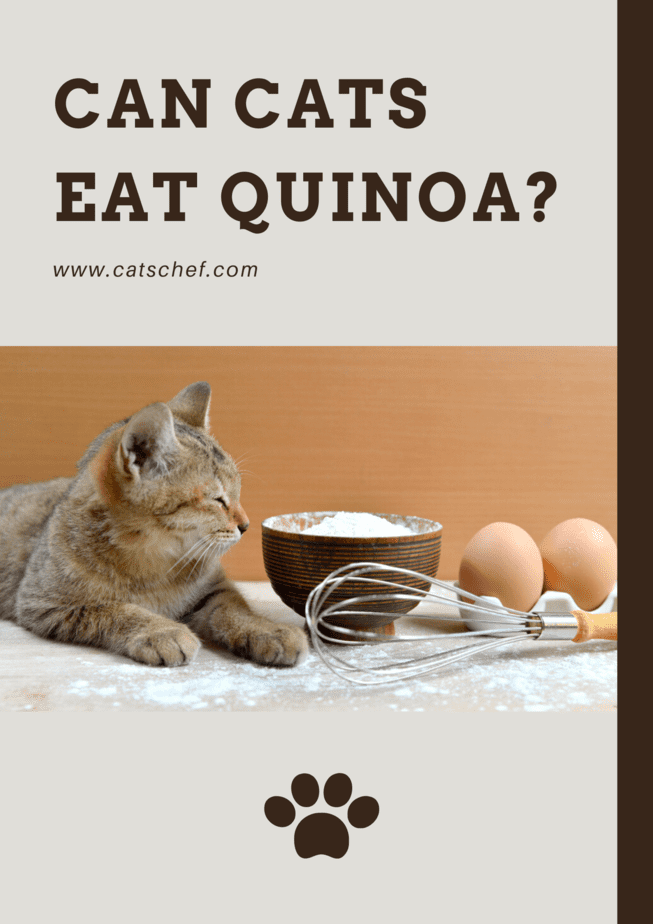 Can Cats Eat Quinoa?