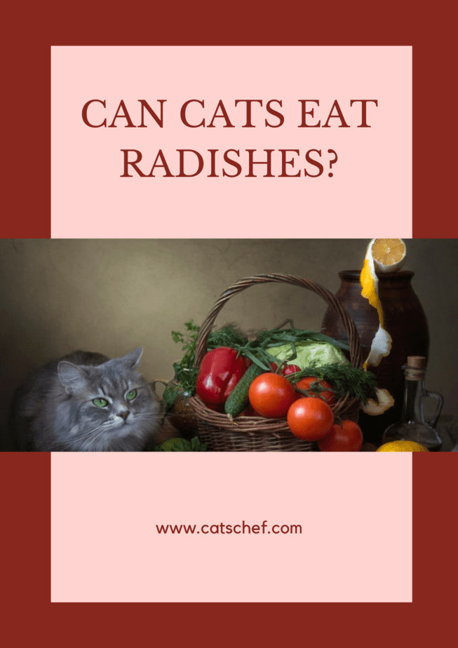 Can Cats Eat Radishes?