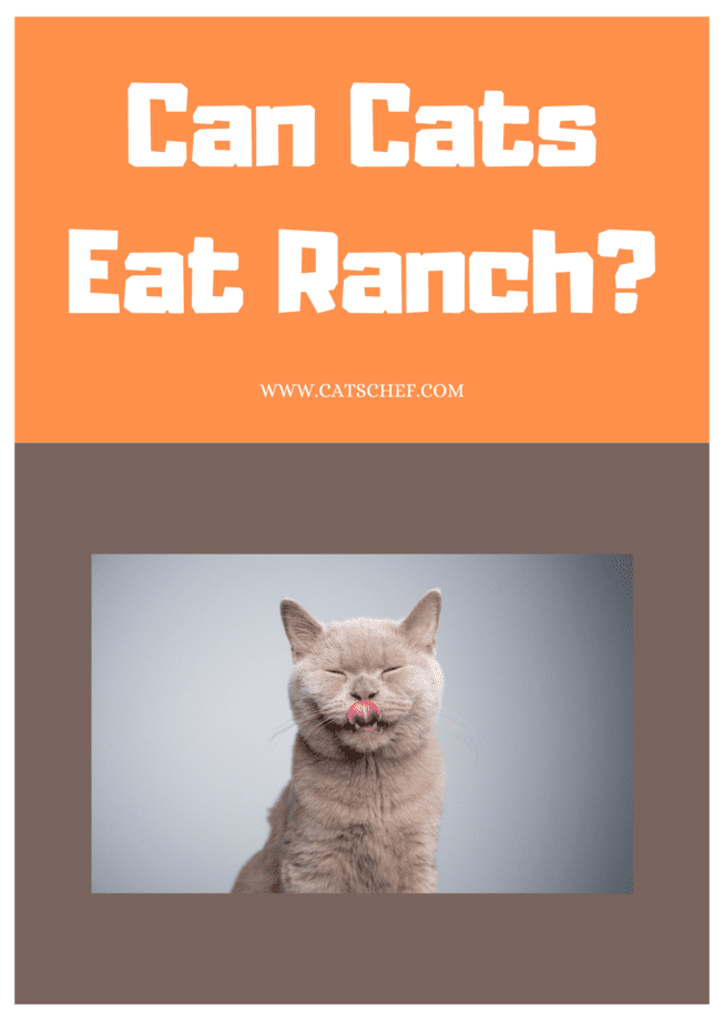 Can Cats Eat Ranch?