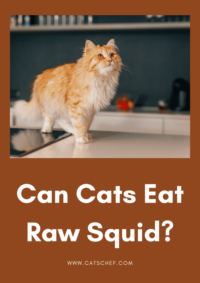 Can Cats Eat Raw Squid?