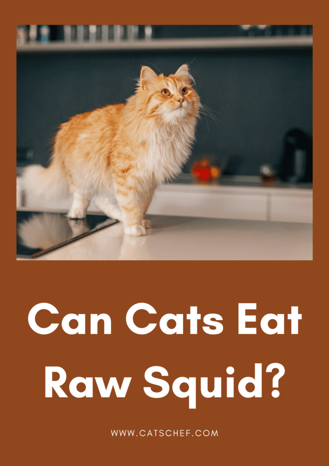 Can Cats Eat Raw Squid? Is There A Need To Feed?